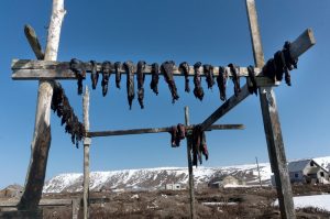 In Alaska’s Remote Towns, Climate Change Is Already Leaving Many Hungry